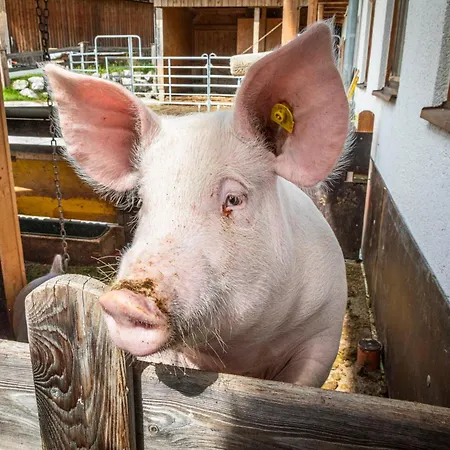 Apartment Mitterschuetzinghof