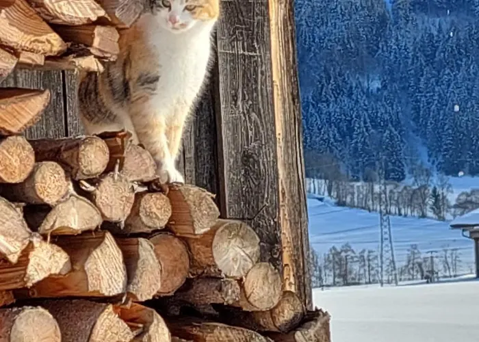 アパート Mitterschuetzinghof