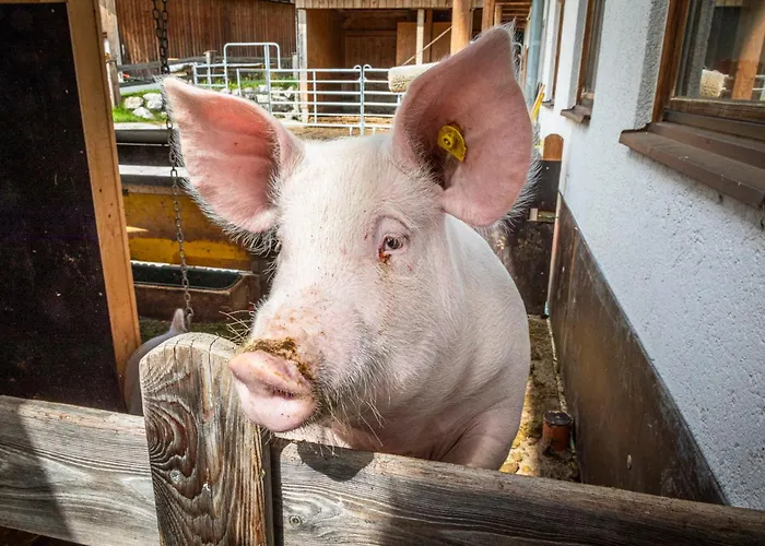 Lejlighed Mitterschuetzinghof